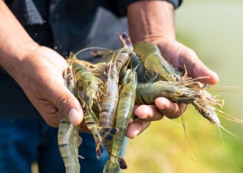Ecuador: The Vibrant Epicenter of Global Shrimp Production and AquaExpo 2025!