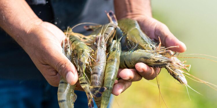 Ecuador: The Vibrant Epicenter of Global Shrimp Production and AquaExpo 2025!
