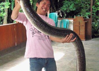 Dive into the Depths: Unveiling the 5 Most Fascinating Eels in U.S. Waters!