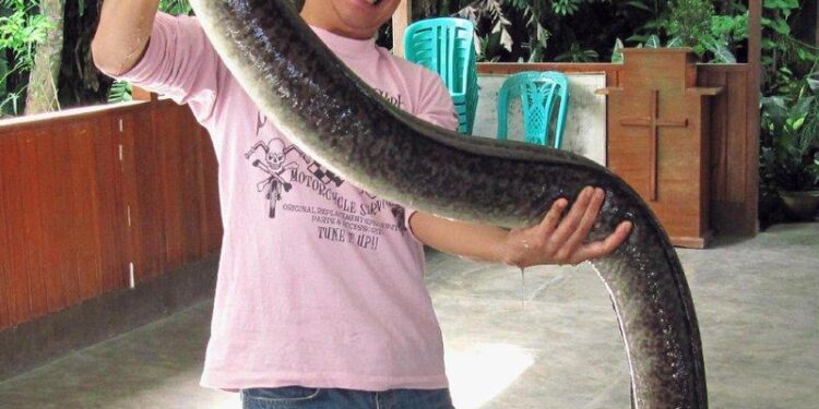 Dive into the Depths: Unveiling the 5 Most Fascinating Eels in U.S. Waters!