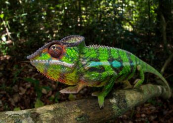 Unveiling Nature’s Mystery: Meet the Enigmatic Color-Changing Creature Discovered at the Forest’s Edge!