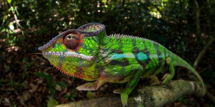 Unveiling Nature’s Mystery: Meet the Enigmatic Color-Changing Creature Discovered at the Forest’s Edge!