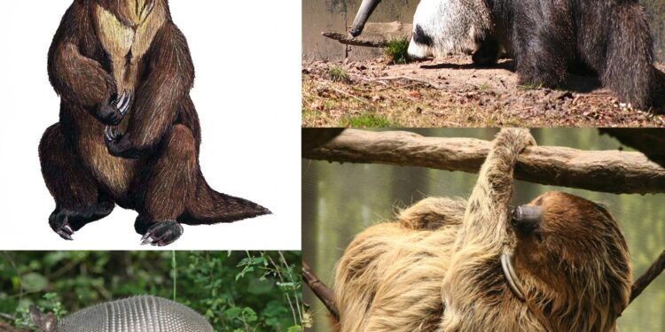 Unveiling the Enigmatic Xenarthrans of French Guiana: Discovering Their Habitats and Conservation Struggles