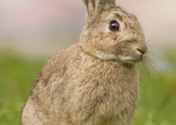 Unveiling Colorado’s Enigmatic ‘Frankenstein Bunnies’: The Horned Rabbits That Captivate!