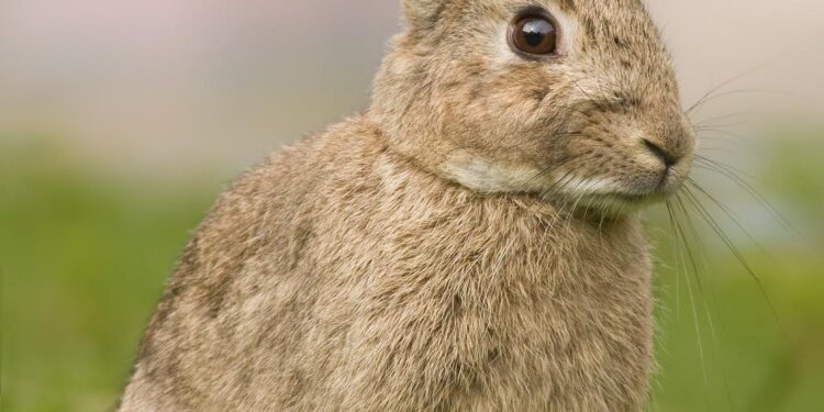 Unveiling Colorado’s Enigmatic ‘Frankenstein Bunnies’: The Horned Rabbits That Captivate!