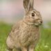 Unveiling Colorado’s Enigmatic ‘Frankenstein Bunnies’: The Horned Rabbits That Captivate!
