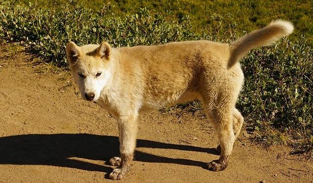 Greenland’s Diplomat in the US: The World is Finally Noticing Our Island!