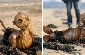 Unbelievable Encounter: Surfers Face Off with a Mysterious Creature in South America!