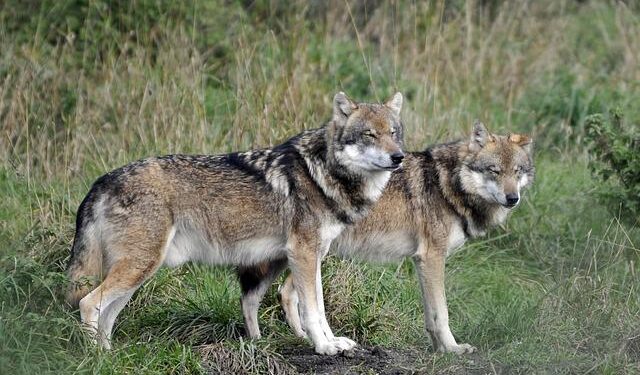 Colorado’s Wolf Reintroduction Faces Unexpected Hurdle: Canadian and Alaskan Wolves Off the Table!