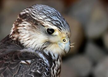 Falcon Plastics Takes Flight: New Mexico Plant and Elk River Expansion Propel Growth in North America!