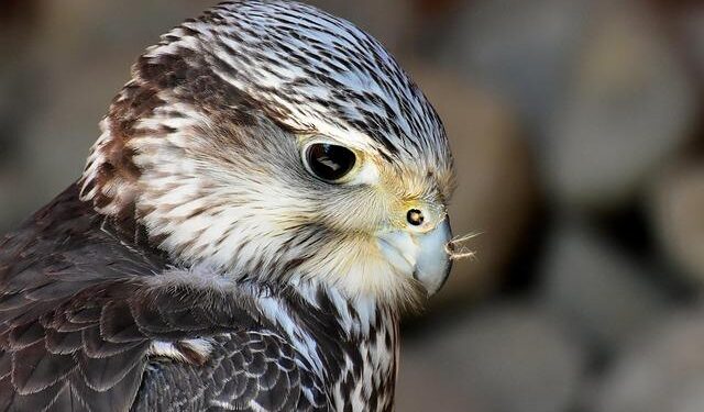 Falcon Plastics Takes Flight: New Mexico Plant and Elk River Expansion Propel Growth in North America!