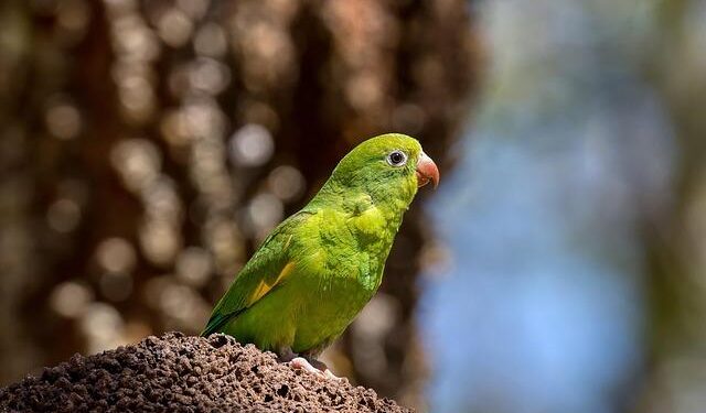 Unveiling the Secrets of a South American Nation’s Thriving Future Fueled by Oil Discoveries!