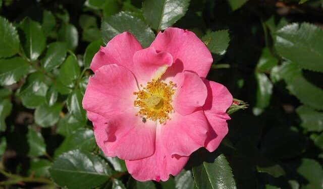 Urgent Call to Action: Confronting Haiti’s Devastating Child Malnutrition Crisis