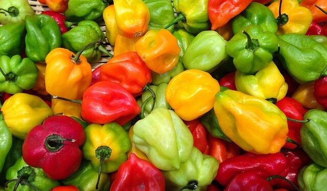 Unveiling the Danish West Indies: A Fascinating Blueprint for America’s Greenland Ambitions