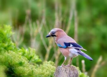 Blue Jays Aim for Glory in America’s Pastime Despite Tensions with the U.S