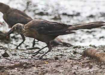 Nicaraguan Governor Seizes Control of Catholic School Amidst Controversial Allegations