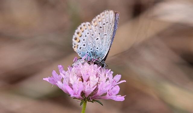 Irfaan Ali Sets His Sights on Leveraging Oil Wealth for a Second Presidential Term in Guyana