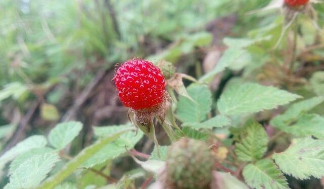 Bessent Unveils $20 Billion Lifeline for Argentina Amidst Government Shutdown