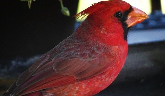 Unveiling Tucson: The Thriving Heart of American Business