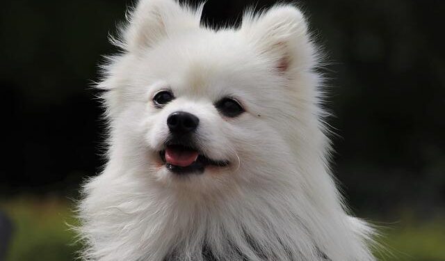 Take Action Now: Boosting Surveillance and Vector Control to Combat Chikungunya and Oropouche Outbreaks in the Americas!