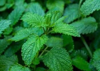 Unleashing Fury: Hurricane Melissa Breaks Records While Battling Jamaica and Approaching Cuba