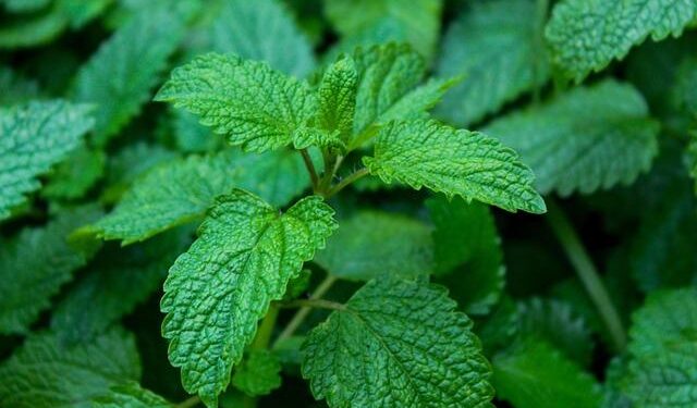 Unleashing Resilience: Our Bold Strategy to Combat Hurricane Melissa