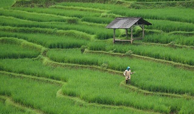 From South Africa to Alabama: An Afrikaner Farming Family’s Inspiring Adventure