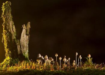 Fungal Threat: A Devastating Disease Endangers South America’s Cassava Crops