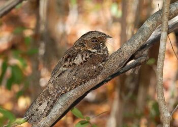 Proud Americans: Why Puerto Ricans Shine Bright, Just Like Bad Bunny!