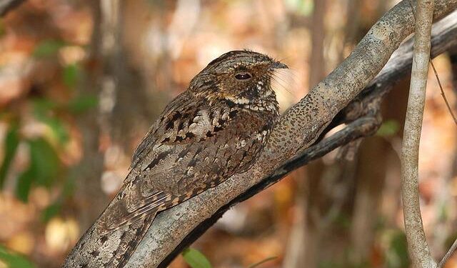Proud Americans: Why Puerto Ricans Shine Bright, Just Like Bad Bunny!