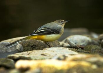 Natura Launches Thrilling Sale of Avon Operations in Central America and the Dominican Republic!