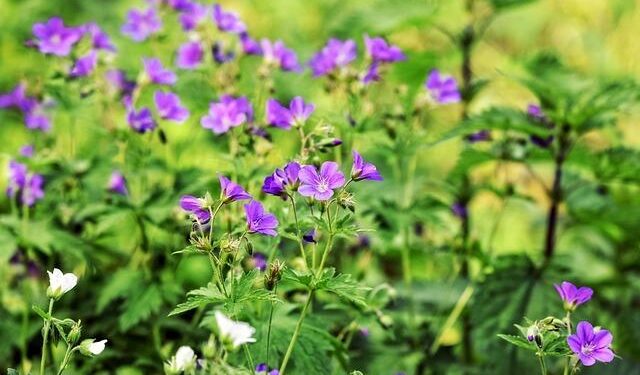 Meet Robert Prevost: The Visionary American Poised to Make History as Pope Leo XIV!