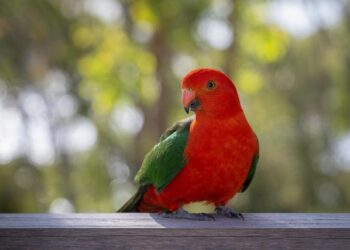 Majestic Milestone: King and Queen Set Off on Their First Historic State Visit to Chile in Six Decades!