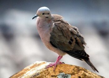 Discover Tortola Cruise Port: Your Ultimate Guide to Navigating Piers and Uncovering Nearby Attractions!