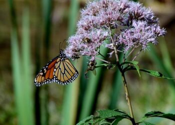 Mehek Cooke: The Impact of Joe Biden’s America on Our Future