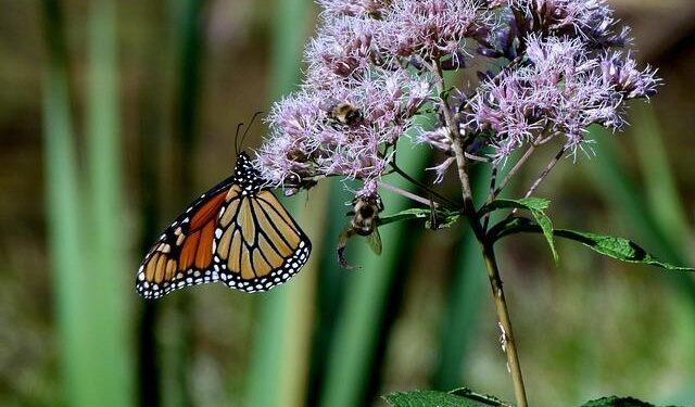 Mehek Cooke: The Impact of Joe Biden’s America on Our Future