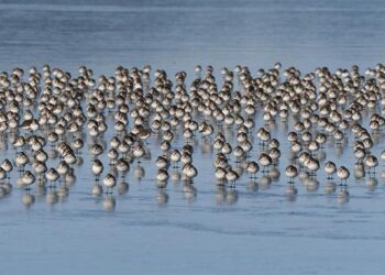 Washington’s Bold Bet: Unpacking the Ideological Stakes of Funding Argentina