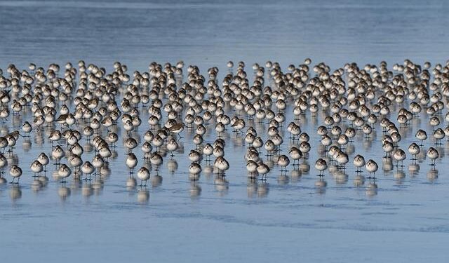 Washington’s Bold Bet: Unpacking the Ideological Stakes of Funding Argentina