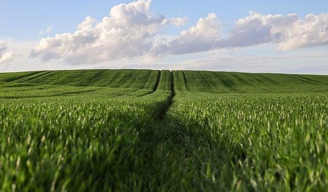 Discovering the Bountiful Agricultural Treasures of Arkansas