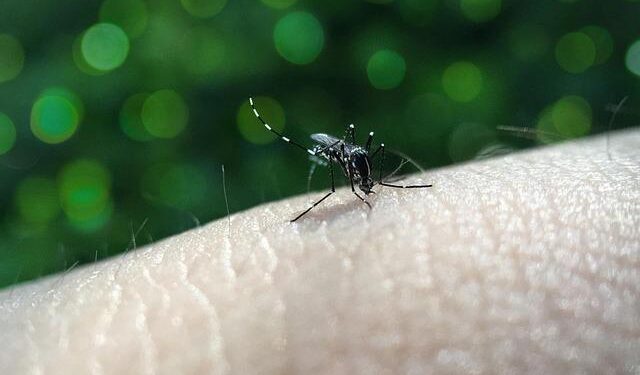 Confronting the Dengue Crisis: Key Insights from the Americas in Epidemiological Week 40, 2025