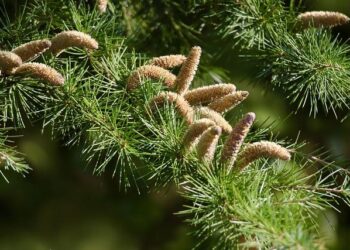 Cedars-Sinai Expands Its Horizons: Exciting New Office Opens in Ecuador!