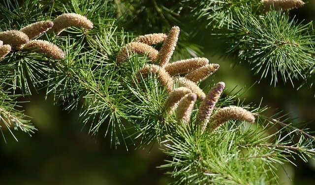 Cedars-Sinai Expands Its Horizons: Exciting New Office Opens in Ecuador!