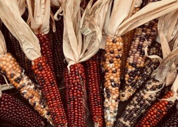 Thanksgiving Unveiled: A Captivating Journey of Celebration and Struggle Through Maps