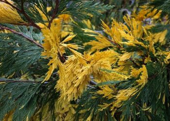 Heartbreak in California: Four Lives Cut Short and Ten Injured in Devastating Shooting