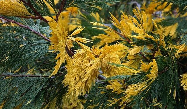 Heartbreak in California: Four Lives Cut Short and Ten Injured in Devastating Shooting