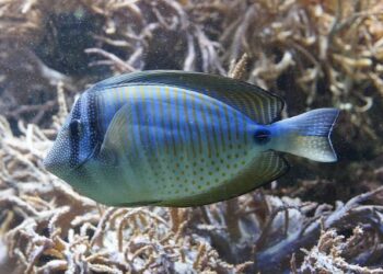 Escape to Paradise: Uncover the Allure of Retirement in Saint Kitts & Nevis!