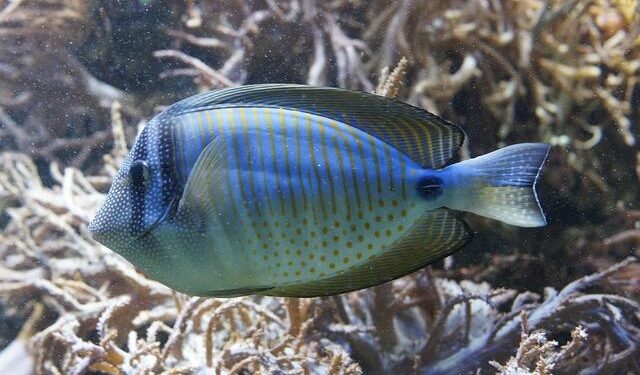 Escape to Paradise: Uncover the Allure of Retirement in Saint Kitts & Nevis!