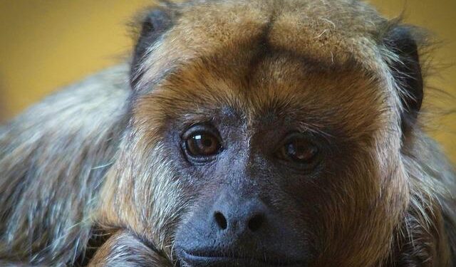 Revealing Hidden Histories: The Lasting Effects of Colonial Enslavement on Native American Communities