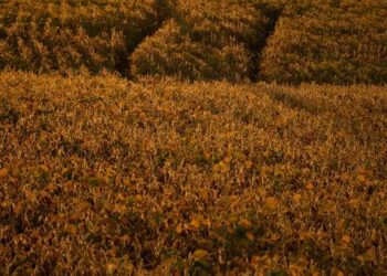 Arkansas Soybean Farmers Poised for Gains from China Deal, Yet Experts Warn of Potential Challenges Ahead