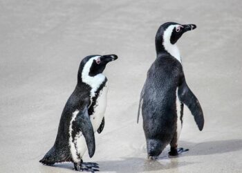 Uncover the 7 Incredible Penguin Hotspots You Can’t Miss in Chile!
